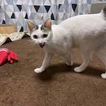 猫が部屋の中を鳴きながら歩くのはなぜ？行動の意味を解説