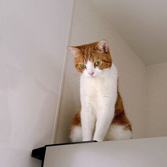 飼い主さんを見守るスコティッシュフォールド