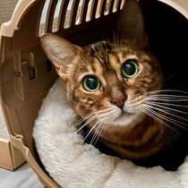 猫飼いさんの被災体験から学ぶ　自宅での危険を減らすコツと環境づくりのポイント