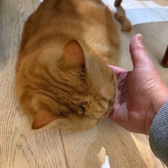 手をなめるエキゾチックショートヘア