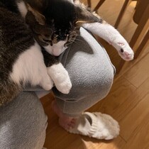 お風呂上がりの飼い主さんに対して猫がとる行動を調査！心理を獣医師が解説