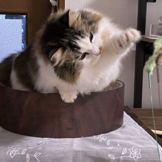 マンチカン・ロングヘアの福太郎くん