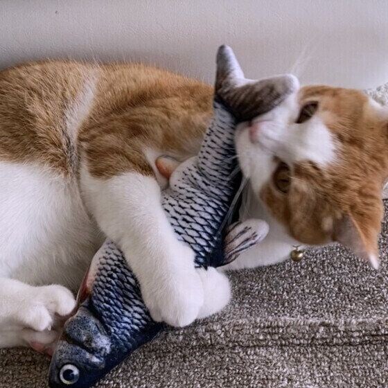 スコティッシュフォールドのはるくん