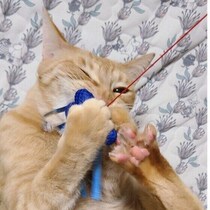 成功した飼い主さんに聞く！猫の噛み付き対策、実践＆結果レポート