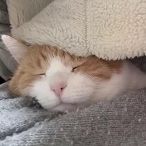ぬくぬくの布団から顔を出す猫！　脱力した表情もかわいすぎた