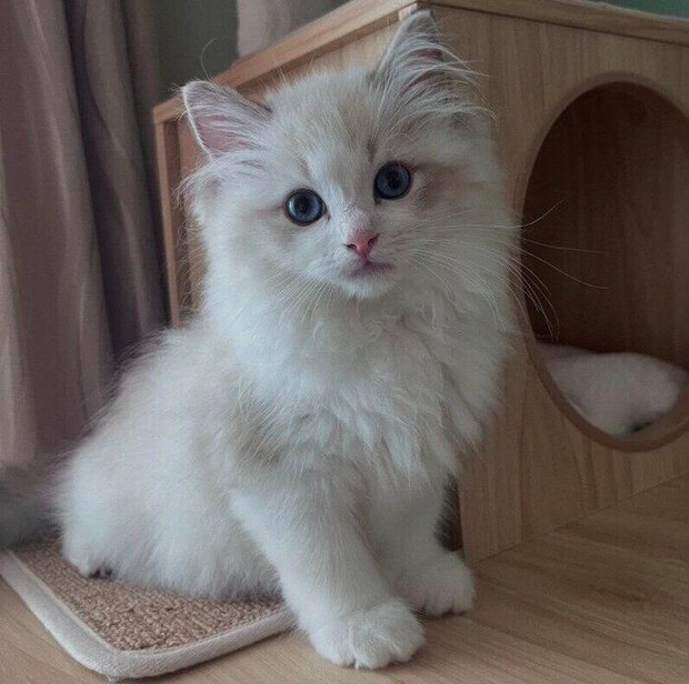 生後3カ月のころに撮影したイヴちゃん