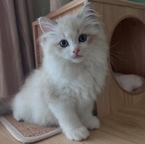 愛くるしい生後3カ月の子猫→すくすく育って大きな“ふわふわラグドール”に！