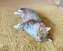 ラグの上で“コテン”と寝ていた子猫→4才になっても“落ちっぷり”は健在！　変わらない姿が愛おしい