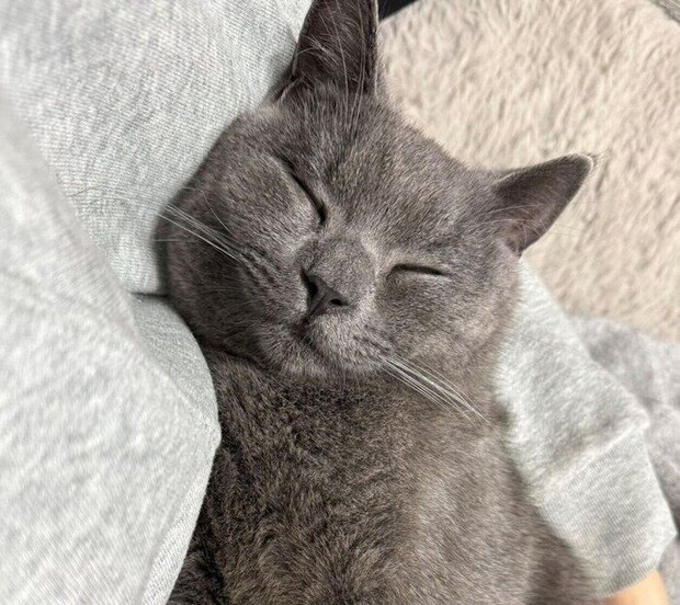 抱っこ中に寝てしまうおこげくん