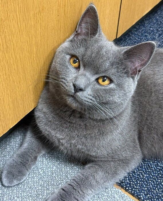 見つめるおこげくん