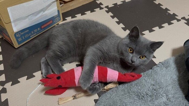 ぬいぐるみで遊ぶおこげくん