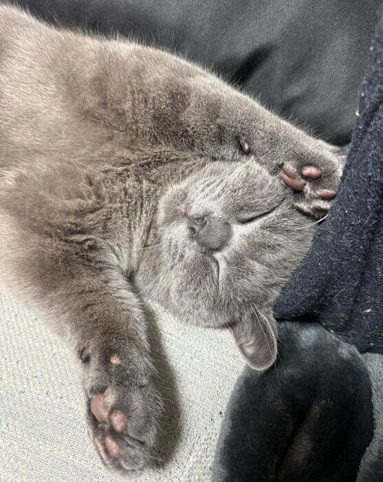 生後8カ月のころのおこげくん