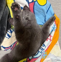 お迎え初日から“バンザイ”寝をしていた子猫→生後8カ月になっても変わらない寝姿がかわいい！