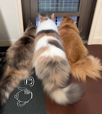 「このしっぽ一生見ていたい」窓の外を眺めるモフモフの猫たちの心理を獣医師に聞いた！