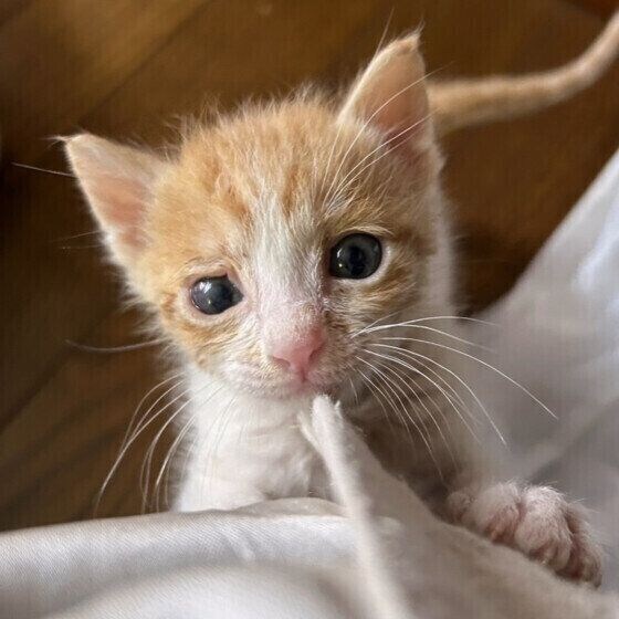 キジトラのライくん