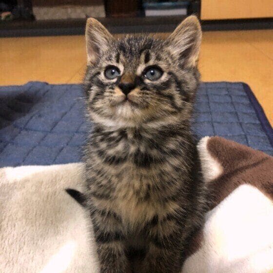 キジトラの小虎くん