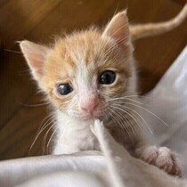 猫飼いの約半数が子猫を保護したことがある！？　保護時の正しい対応について獣医師に聞いた