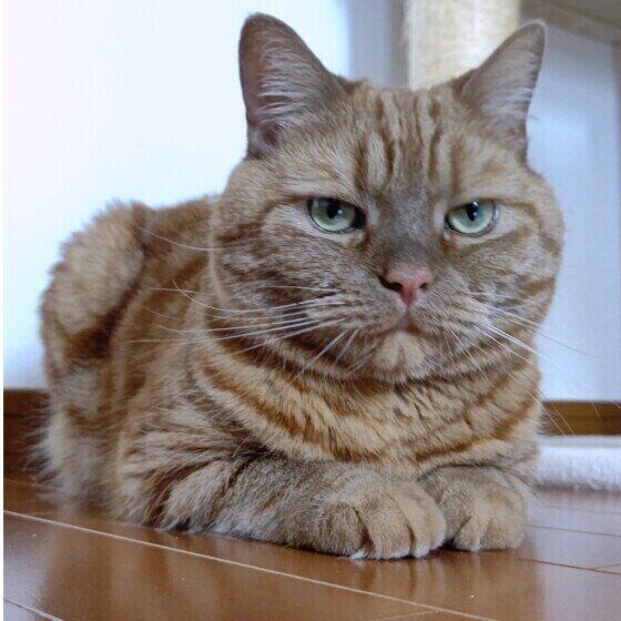 スフィンクス座りのアメリカンショートヘア