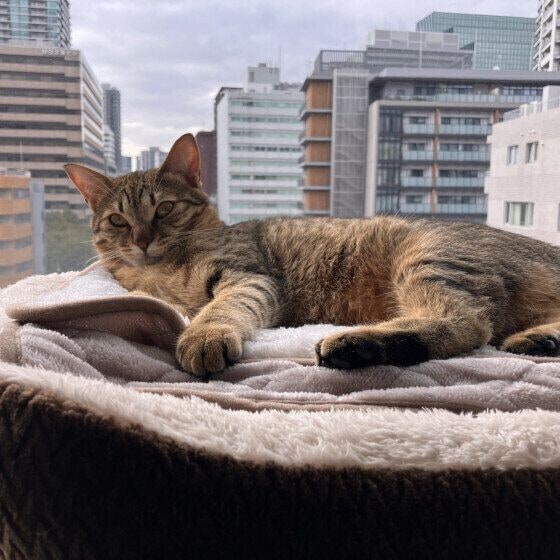 ニャルソック中のマオくん