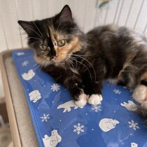 愛猫の部屋が浸水するリスクも　実体験から考える大雨・台風への備え