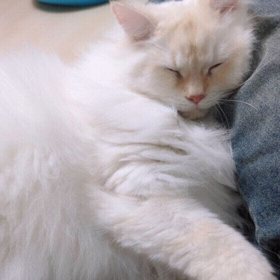 あまえんぼサイベリアン