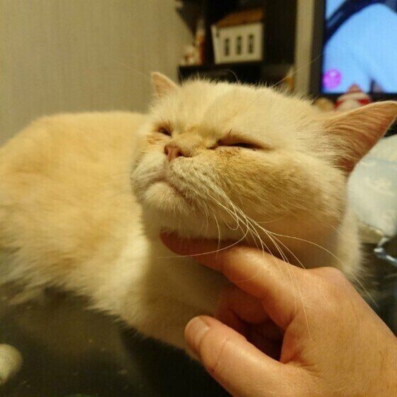 ナデナデ大好きミヌエット