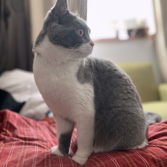 お気に入り半纏ブリティッシュショートヘア