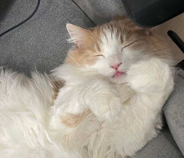 椅子の上で爆睡する博士くん