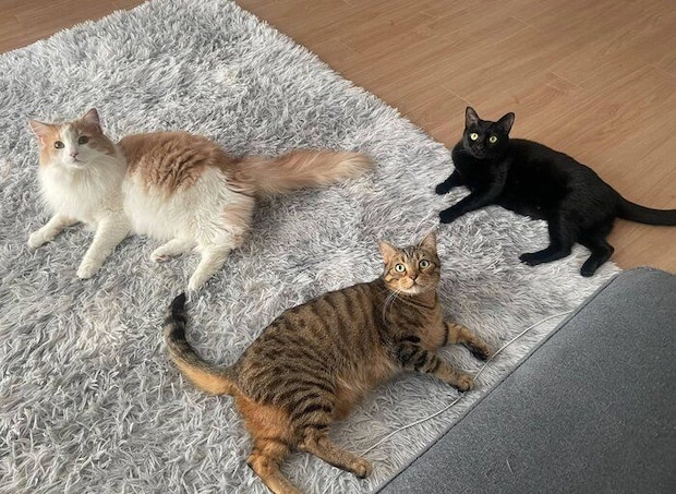 ゴロゴロする3匹