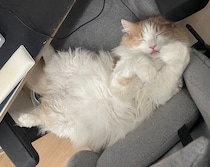パソコンで作業しようとしたら椅子に“先客”が！　幸せそうな寝顔で占領する猫の姿にクスッ