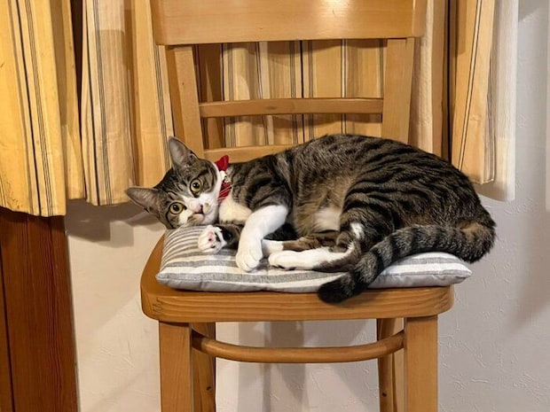 成長後の様子　すっかり“美猫”に！