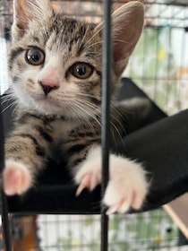 エアコンの室外機の下に隠れている子猫を保護しお迎え　家族総出でお世話をし、もうすぐ2才になる愛猫がかわいくてたまらない