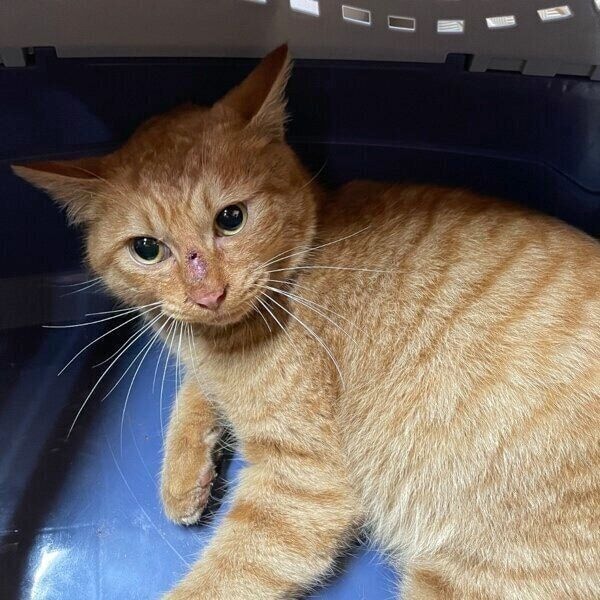 保護当時のゆたくん