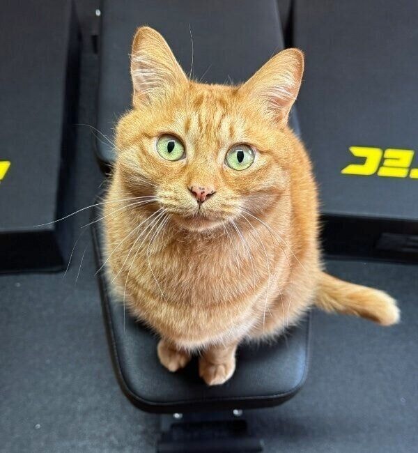 飼い主さんの筋トレを監督するゆたくん