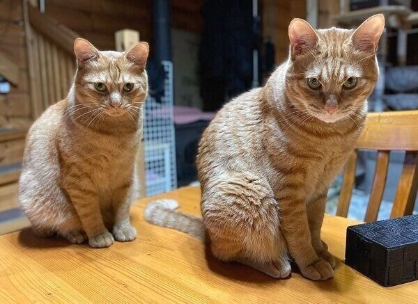 おやつの圧が強いゆたくん、まめくん。