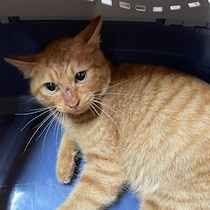 家の前に姿を現した野良の子猫を保護→4才になった今、スキンシップが激しめの「スーパー甘えん坊」に！