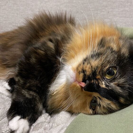 コテンっと横になってたおこげ