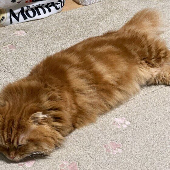 遊び疲れたマンチカン