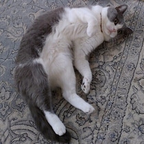 目の前で愛猫が突然「コテン」と倒れた！原因は体調不良？