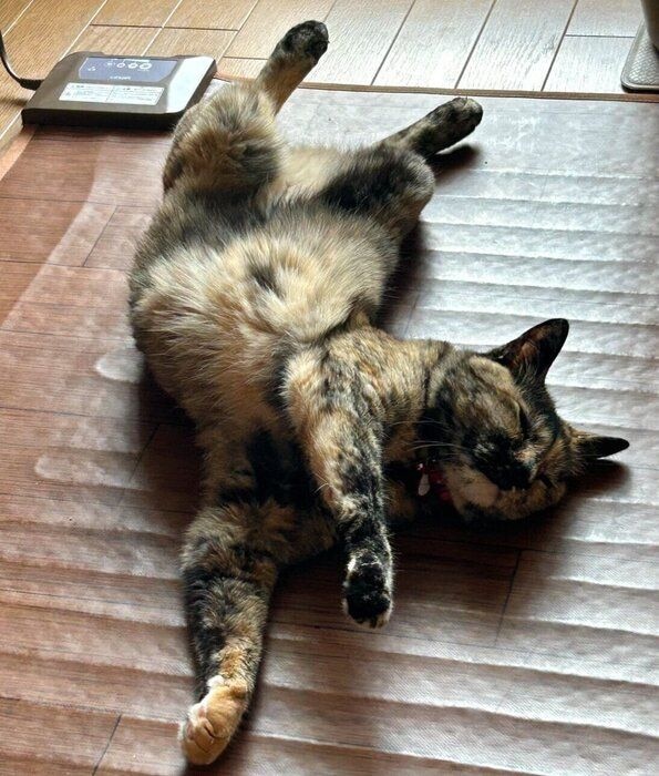 ヘソ天する冨来ちゃん