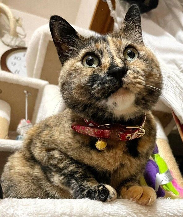 まったりする冨来ちゃん