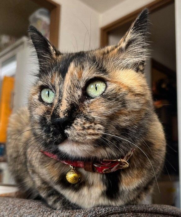 “おててないない”をする冨来ちゃん