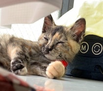 先代猫を亡くして落ち込んでいたときに出会ったサビの保護子猫→6年後、「魂の半分」のような存在に