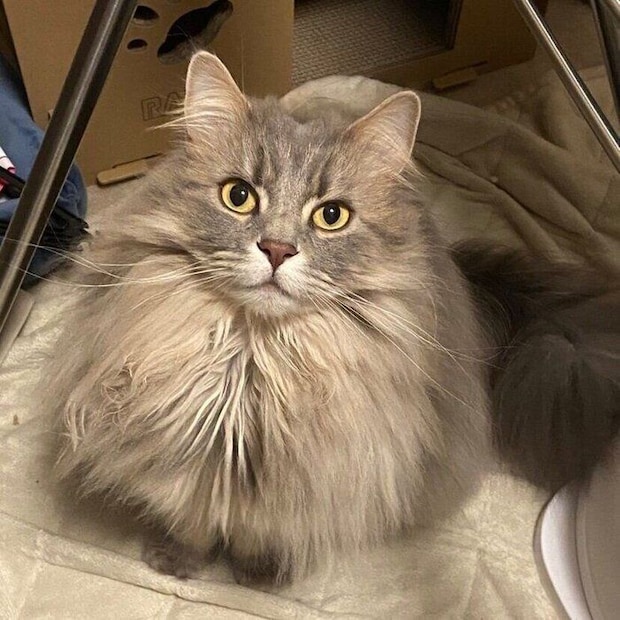 飼い主さんを見上げるレムくん