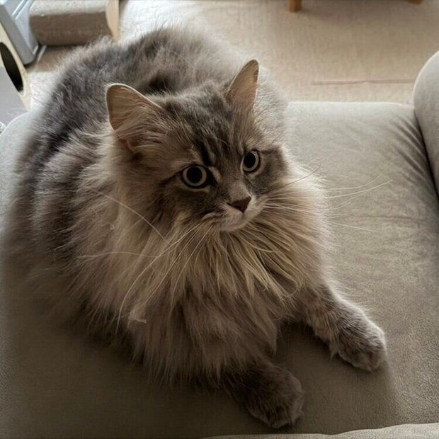 ソファの上でくつろぐレムくん