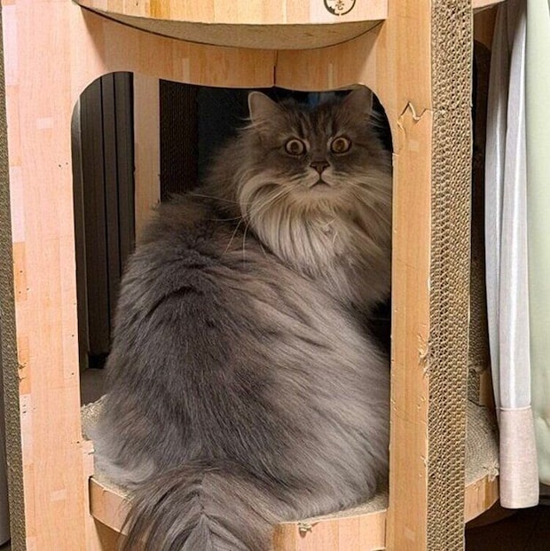 飼い主さんに名前を呼ばれたレムくん