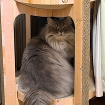 飼い主さんにイタズラを見られたサイベリアン　「まずい！」驚きすぎな表情にクスッ