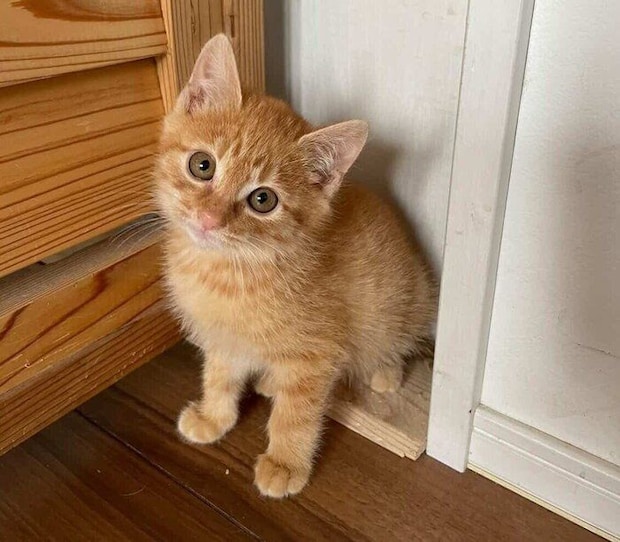 お迎えしたばかりのころのチャーリーくん