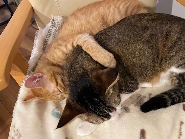 ルーちゃんにくっつくチャーリーくん