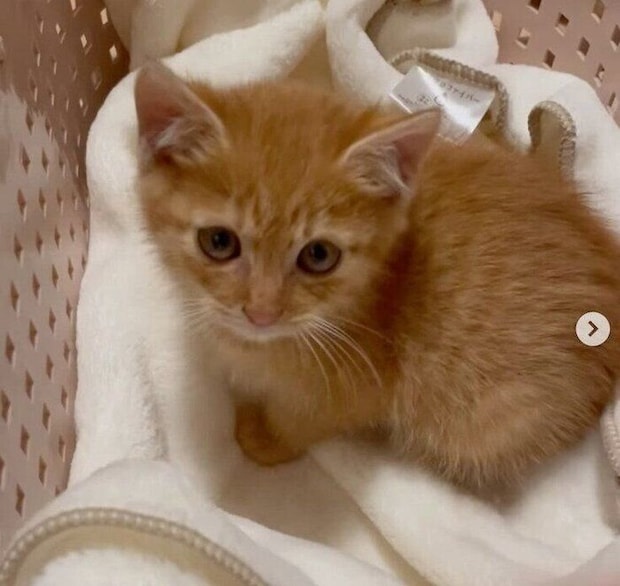 お迎えしたばかりのころのチャーリーくん